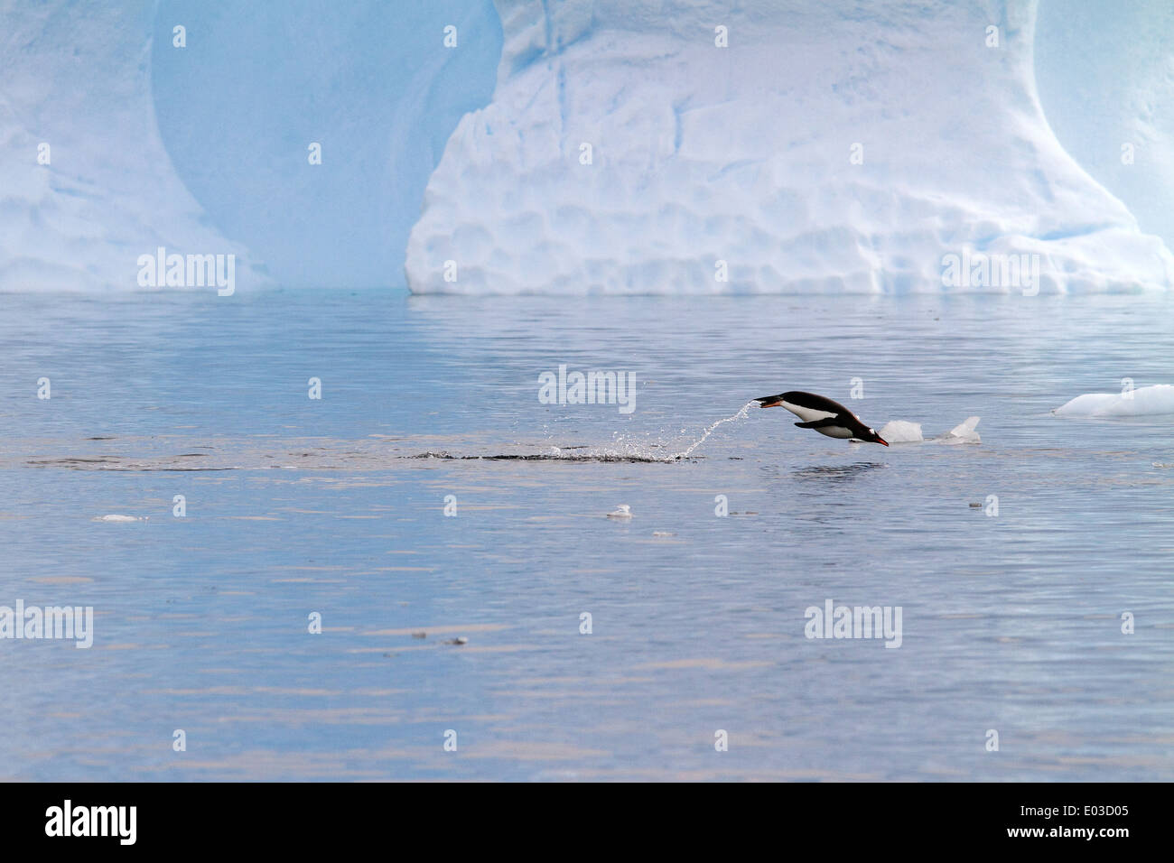 Pinguin springen, Porpoising in der Nähe von Eisberg in der Antarktis, antarktische Halbinsel. Gentoo Penguin, Pygoscelis Papua. Stockfoto