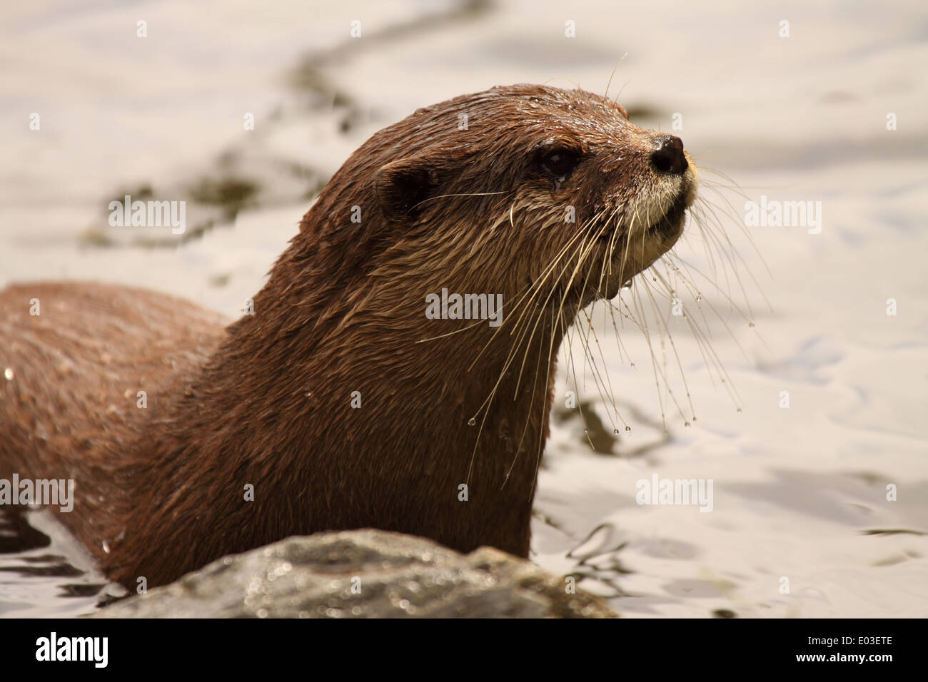 Ein Afrian Clawless Otter aus Wasser. Stockfoto