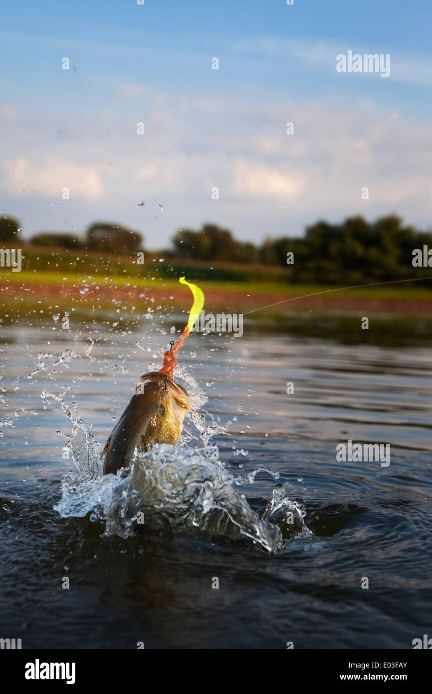 Fische springen in den mund Fotos und Bildmaterial in hoher Auflösung