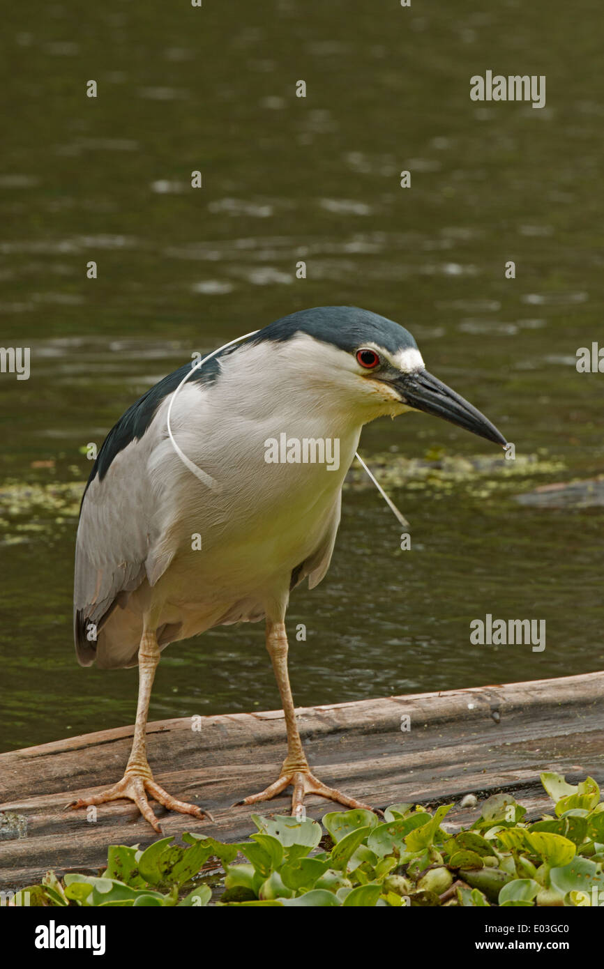 Schwarz gekrönt Nachtreiher Nycticorax Nycticorax Louisiana Stockfoto