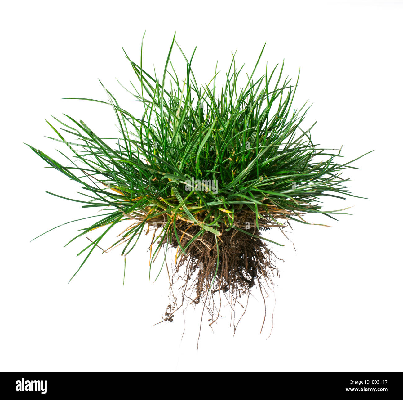 White isoliert Turf Rasen und Erde. Rhizom Stockfoto