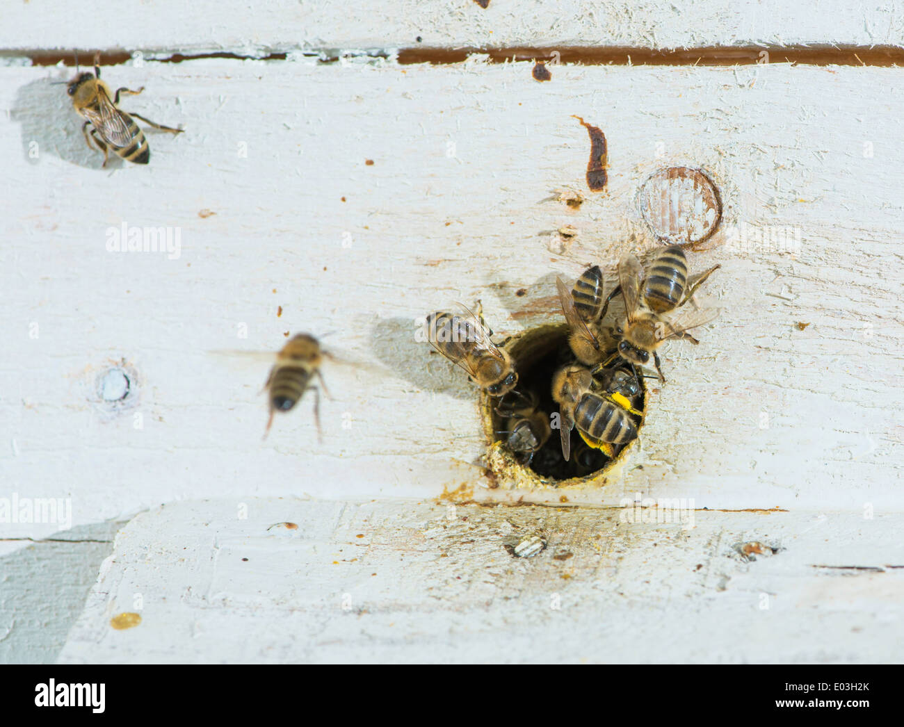 Bienen in den Bienenstock. Weiße Bienenstock Stockfoto