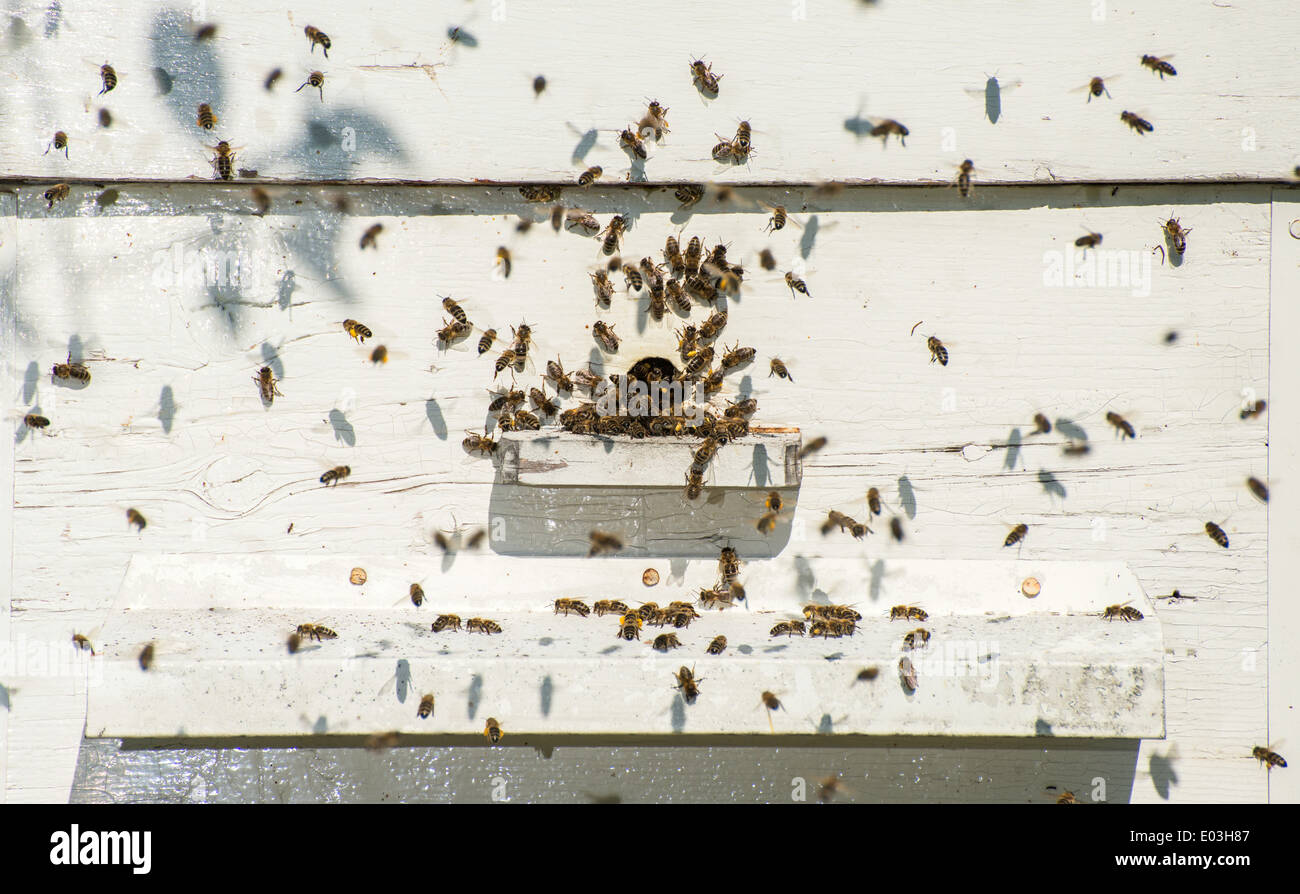 Bienen in den Bienenstock. Weiße Bienenstock Stockfoto