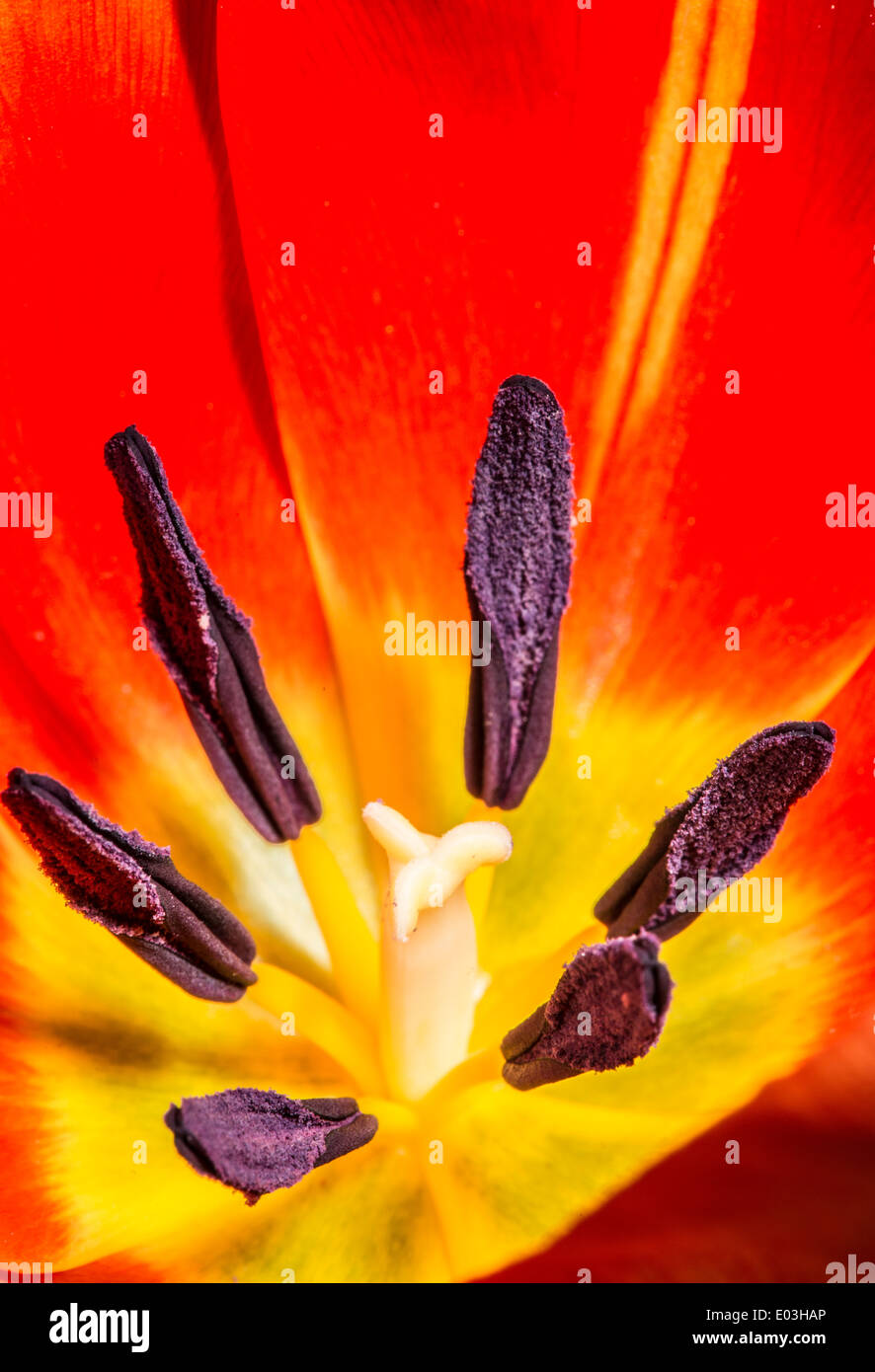 Blume Tulpe Staubblätter. Slose bis Makro Stockfoto