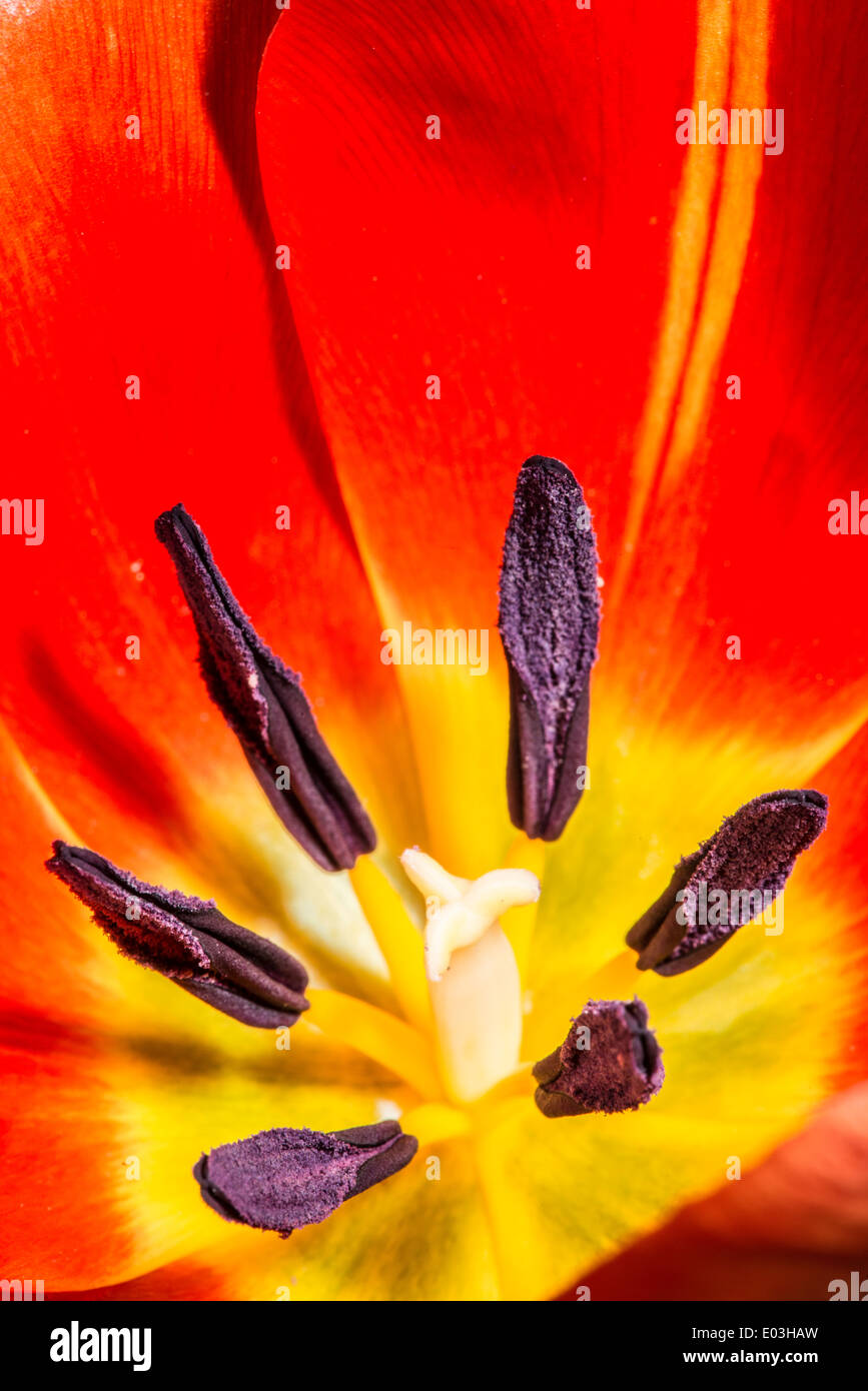 Blume Tulpe Staubblätter. Slose bis Makro Stockfoto