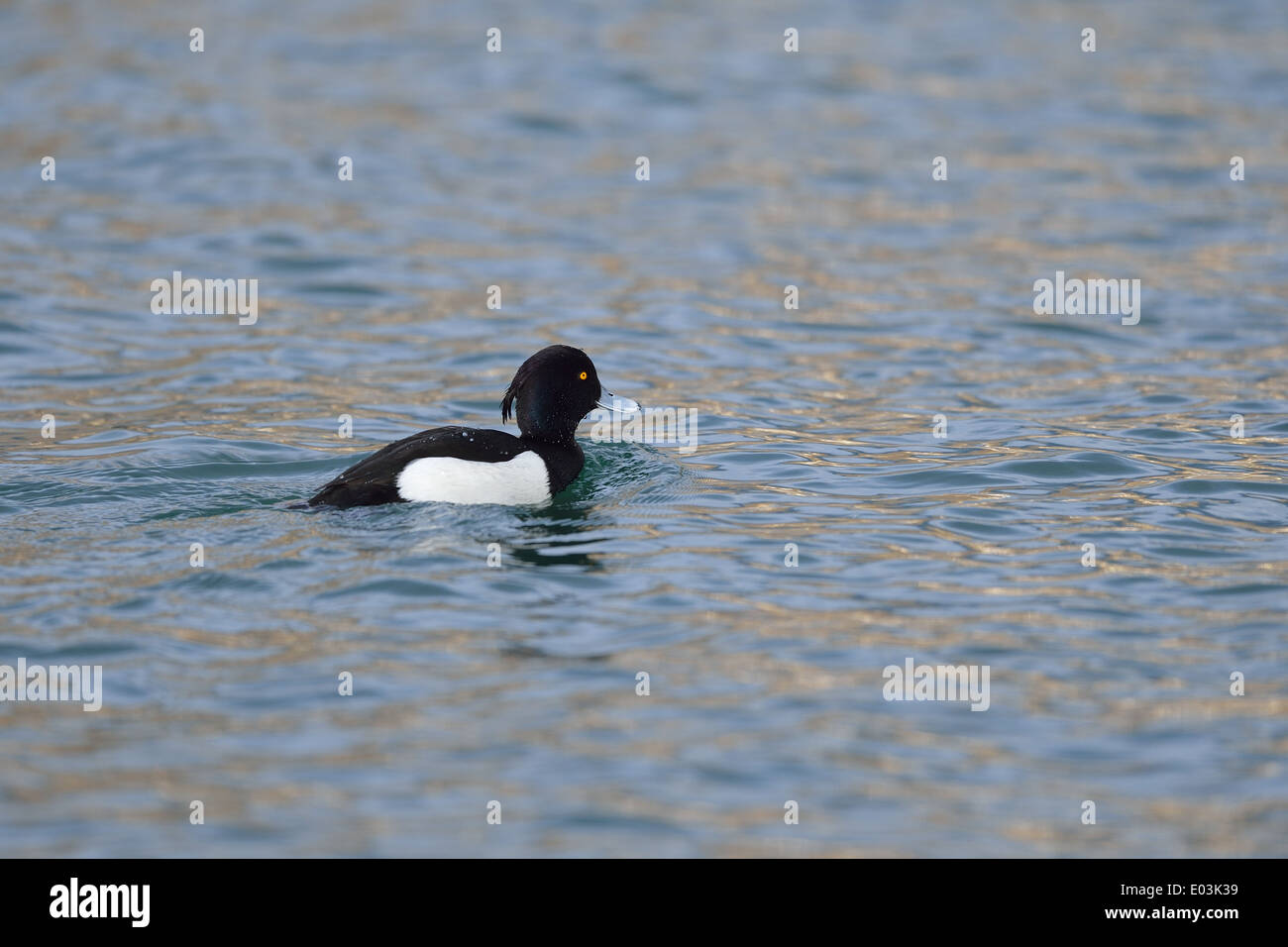 Reiherenten - getuftete Tafelenten (Aythya Fuligula) Männchen schwimmen See Leman (Genfer See) Villeneuve - Waadt - Schweiz Stockfoto
