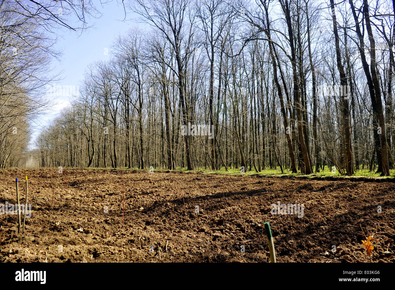 Baumpflanzung leeres Feld in einem Wald Stockfoto