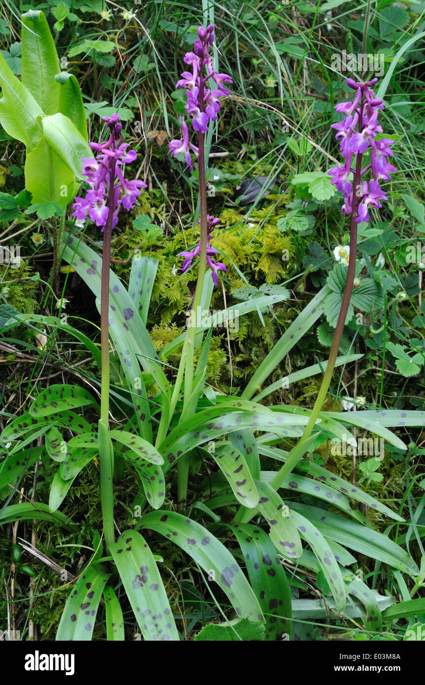 Frühe lila Orchideen wachsen in eine Hecke Pembrokeshire Wales Cymru UK GB Stockfoto