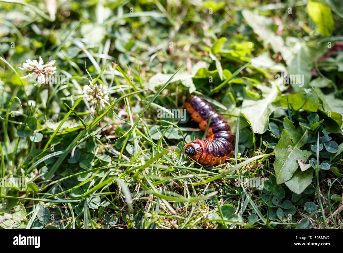 auf grünen Rasen Blatt bewegt sich schnell große Raupe Stockfoto