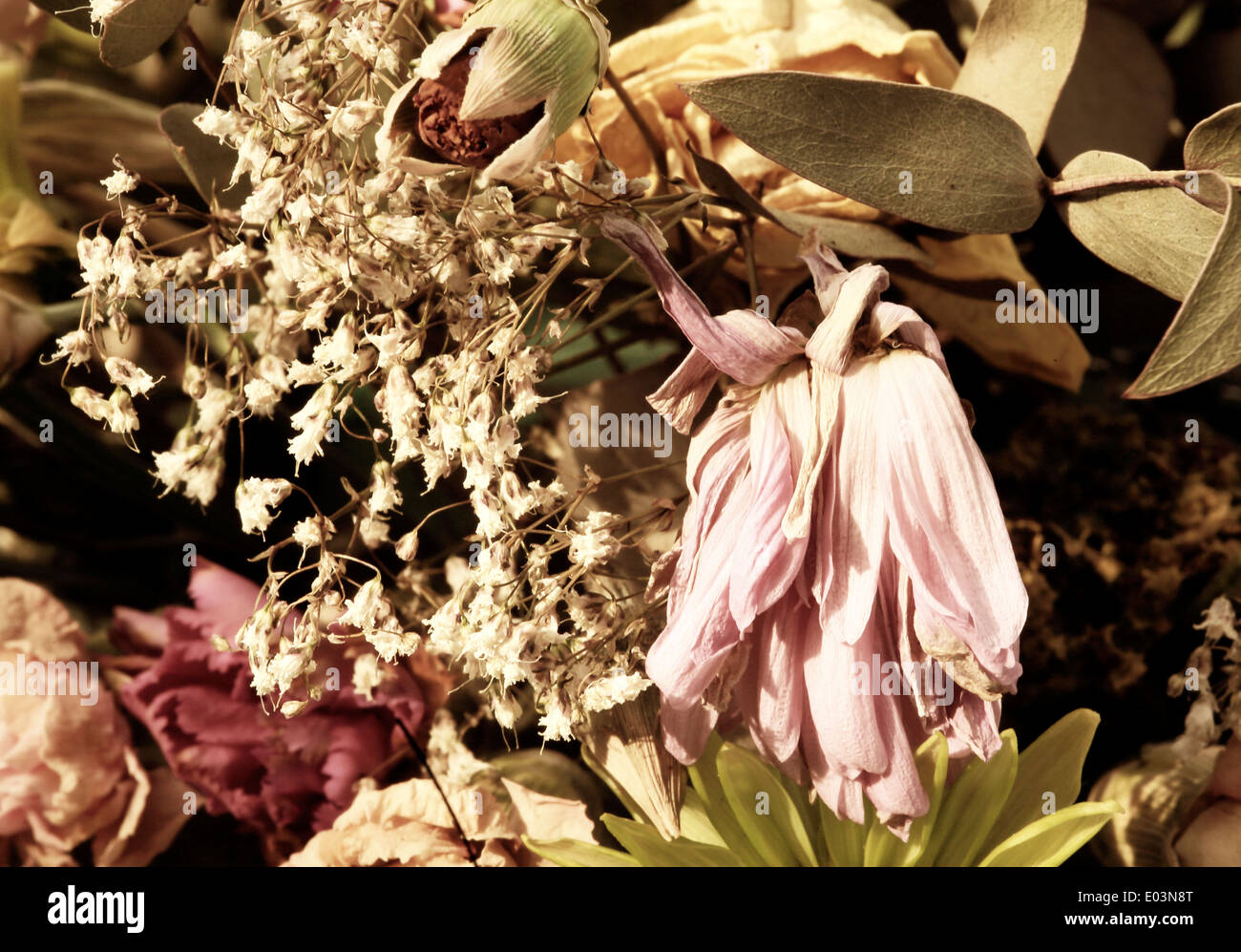 Tote Blumen Stockfoto