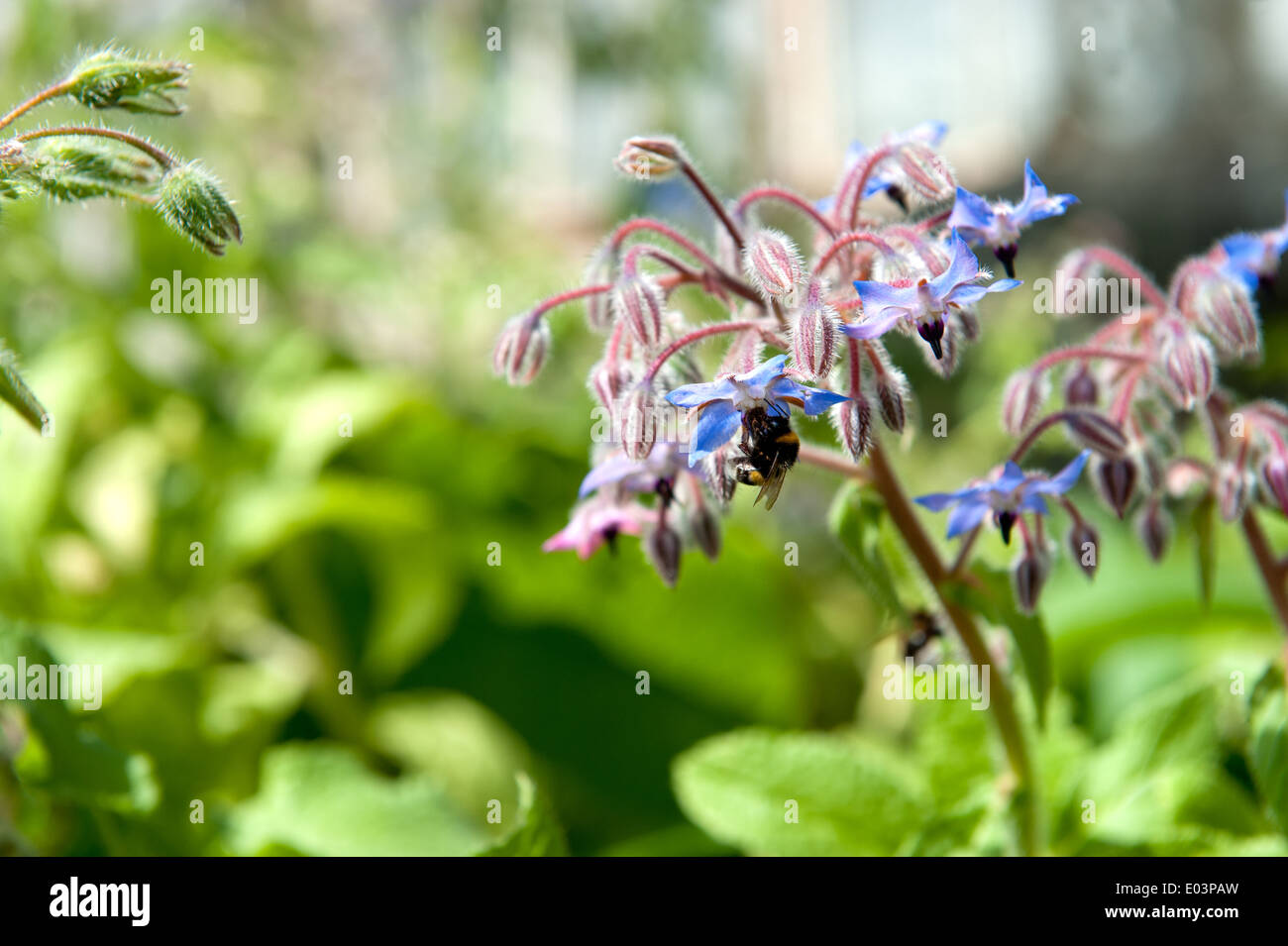 Bumble Bee bestäuben Starflower (Borrango Officinalis) Stockfoto