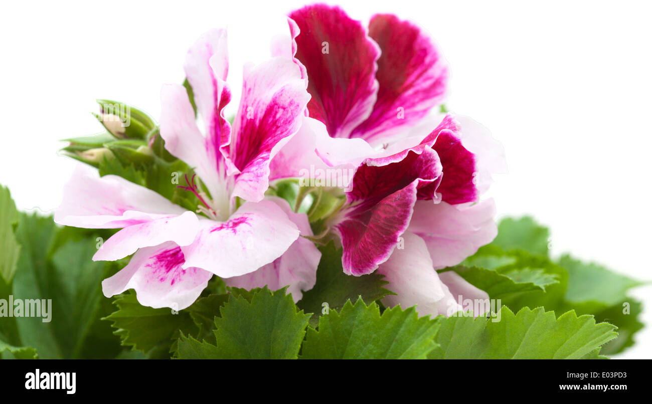 Pelargonien, isoliert auf weiss Stockfoto