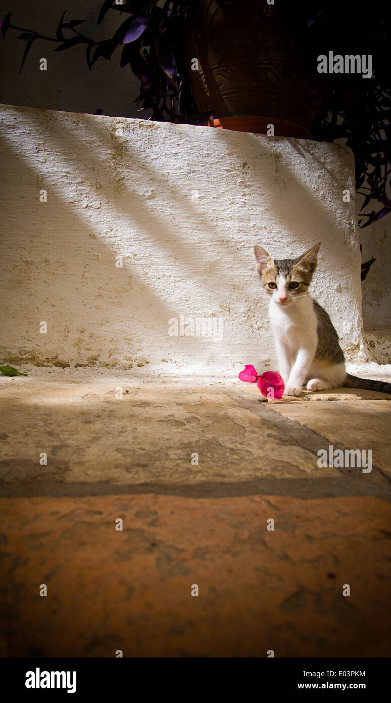 Griechischen Katze spielt mit einer Blume Stockfoto