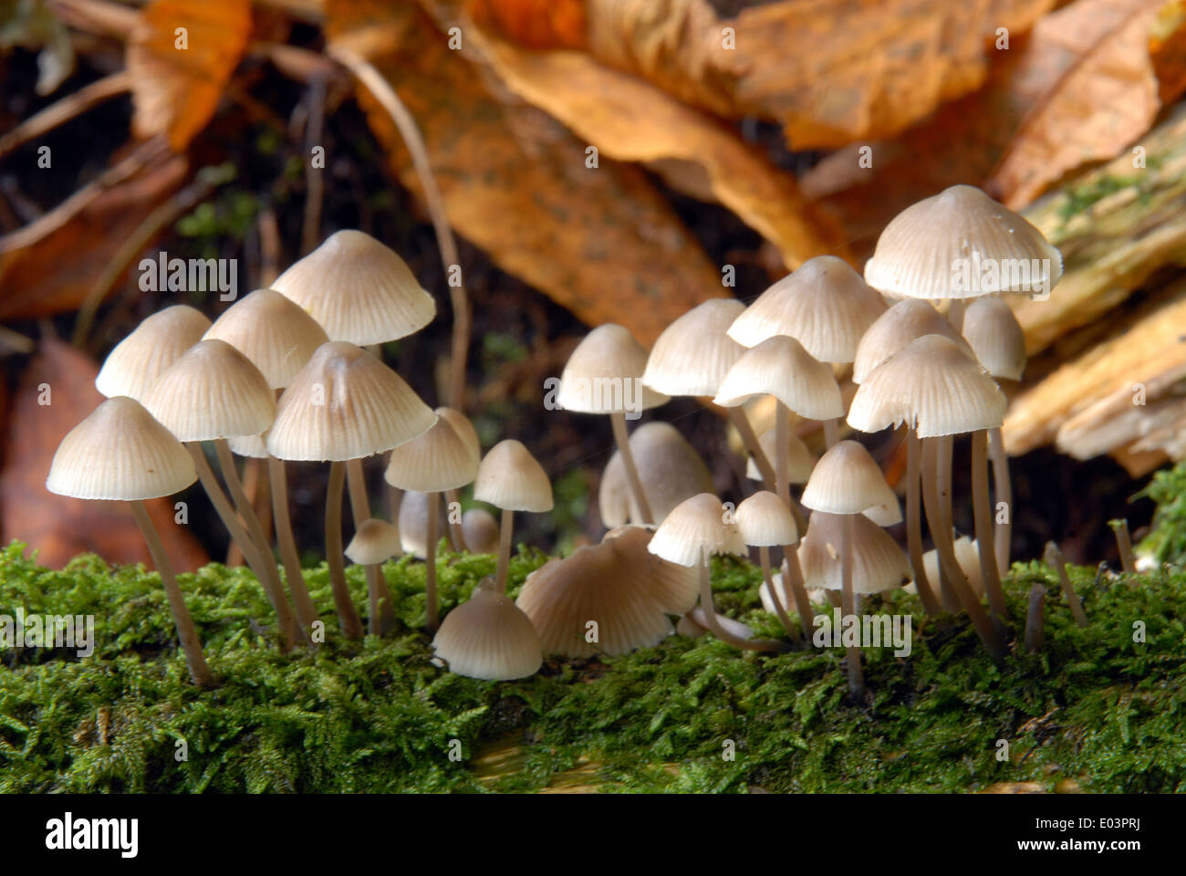 Fliegenpilze, faul, Log, Moos, Schimmel, Sporen, Fruchtbildung, Körper, Herbst, tot, sterben, Stockfoto