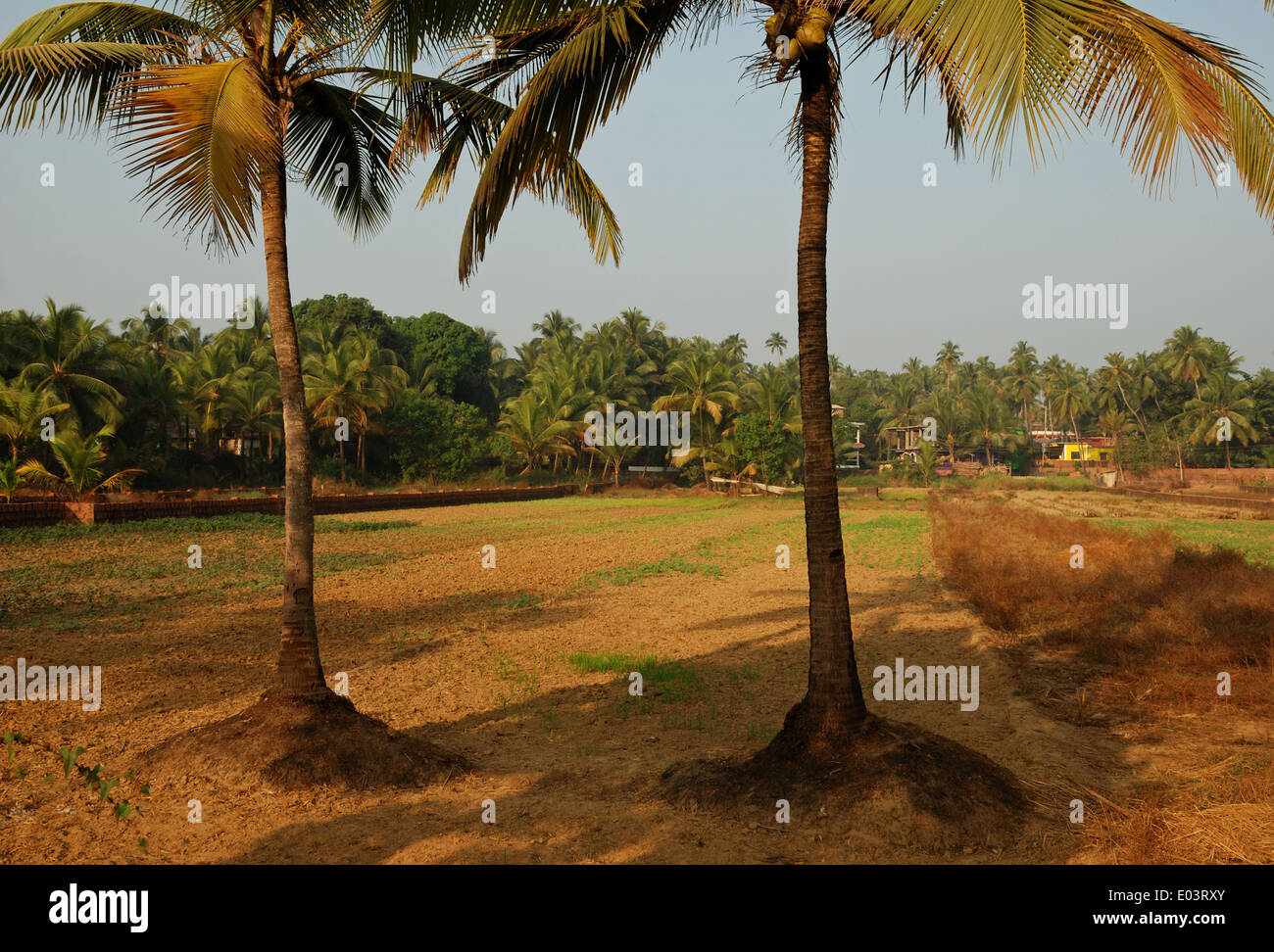 Zwei Palmen in einem Feld in Goa, Indien. Stockfoto