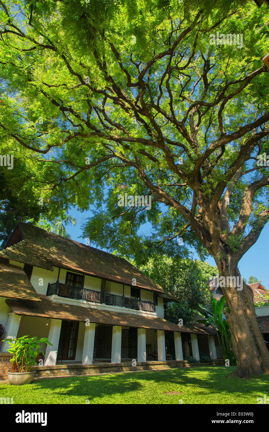 Altes Gebäude unter dem großen schönen grünen Baum Stockfoto