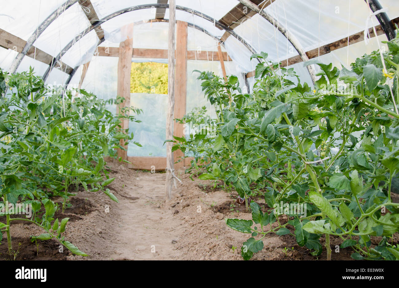 im Dorf Gewächshaus gewachsen Tomatenpflanzen anzeigen Stockfoto