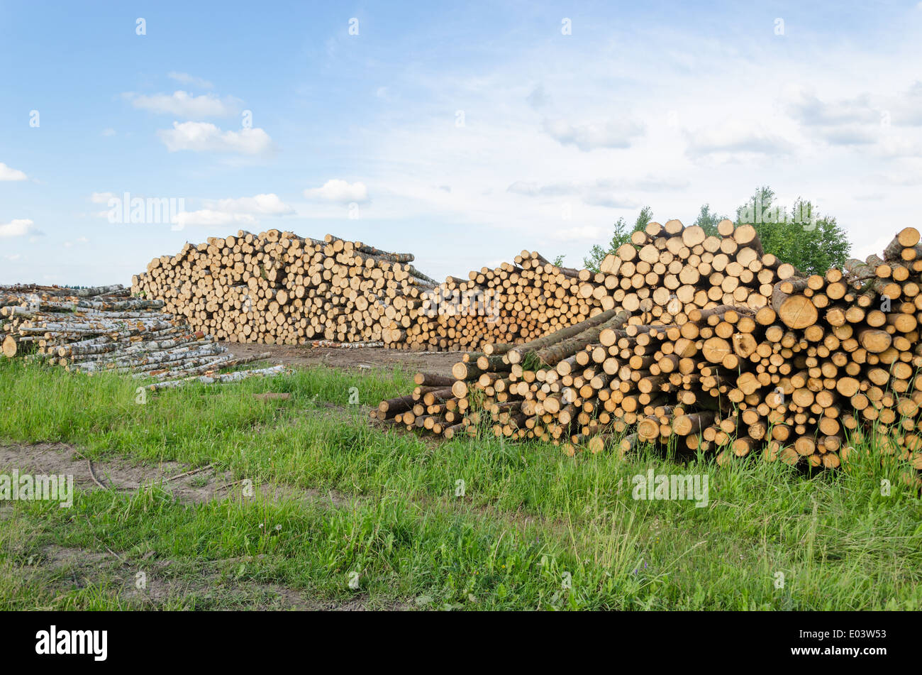 Brennholz Holz Bio-Brennstoff Birke und Kiefer Baum protokolliert Stack in der Nähe von Wald. Stockfoto
