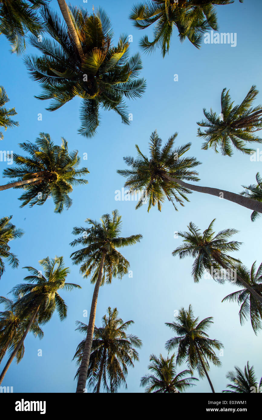 Kokosnuss-Palmen gegen blauen Himmel Stockfoto Kokosnuss-Palmen gegen blauen Himmel Stockfoto