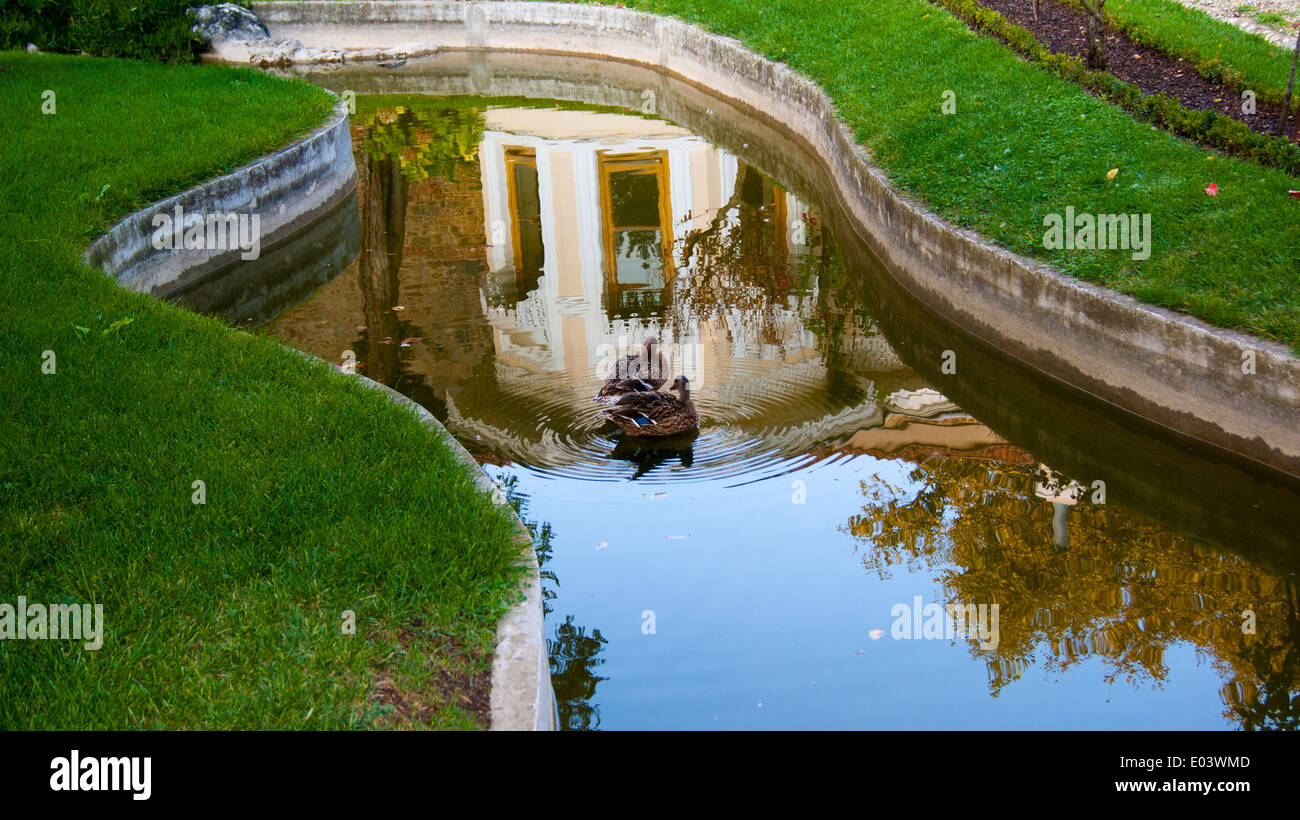 Ente auf dem Wasser Stockfoto
