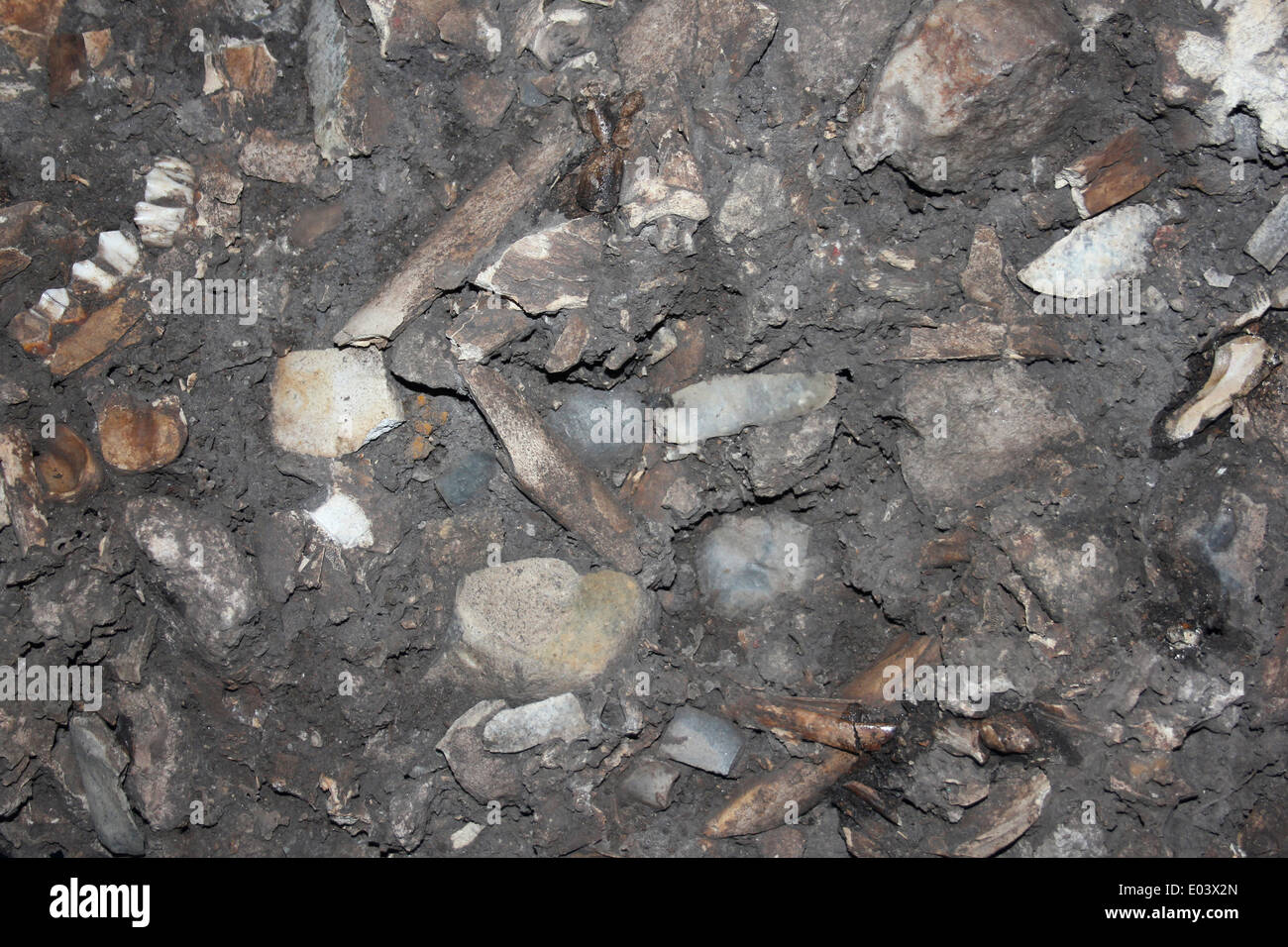 Cave Floor mit Fossilien, Frankreich Stockfoto