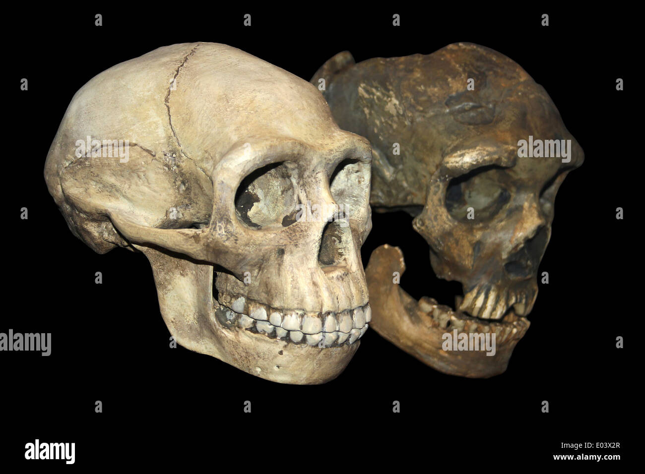 Hominiden Schädel wirft links - Homo Erectus rechts Homo neanderthalensis Stockfoto
