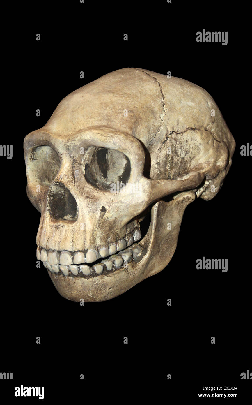Hominiden Schädel Cast Homo erectus Stockfoto