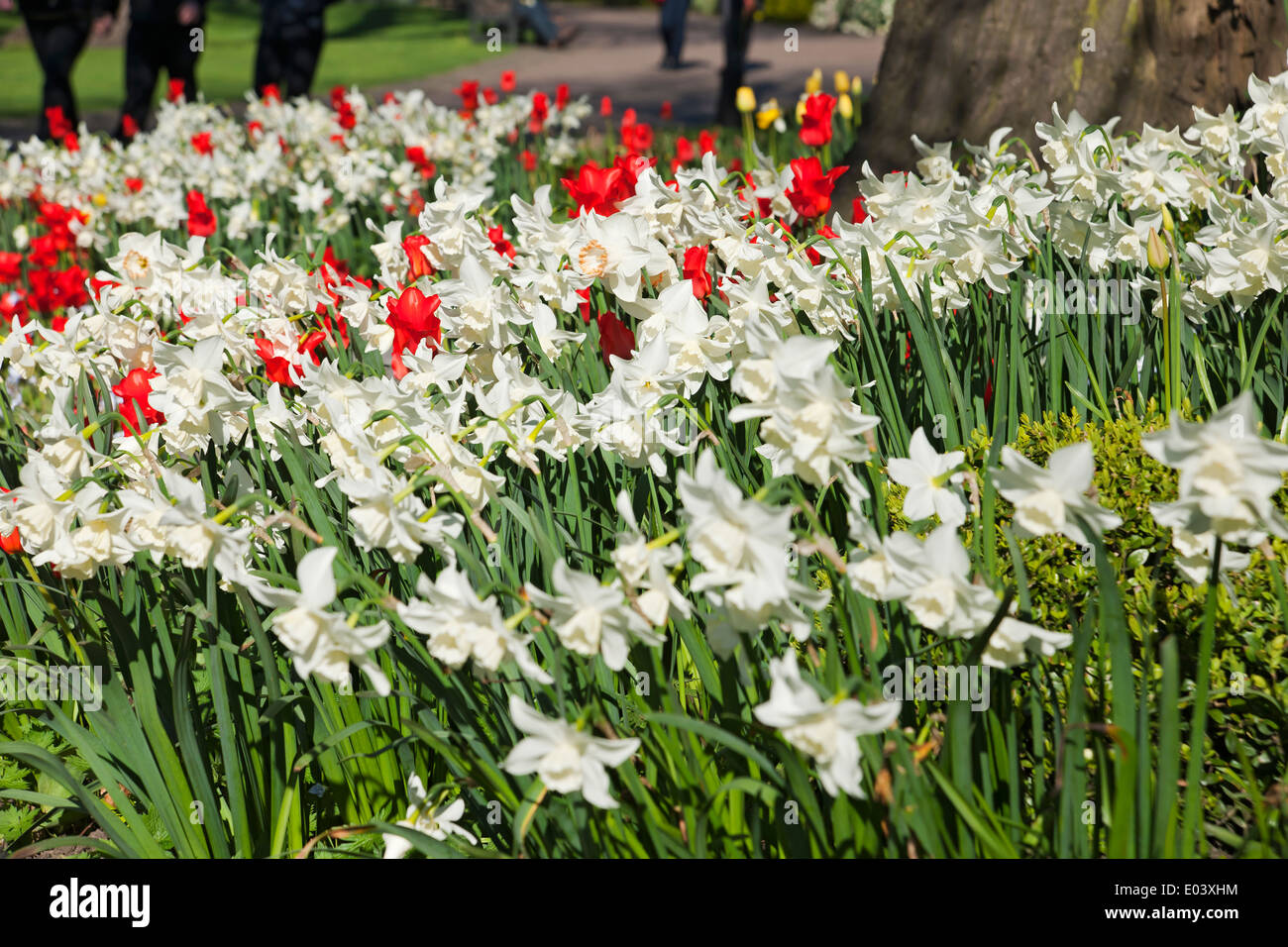 Weiße narzissi narzisse Blüten blühende Blüten und rote Tulpen Tulpen im gemischten Grenzfrühlinggarten England Vereinigtes Königreich Stockfoto