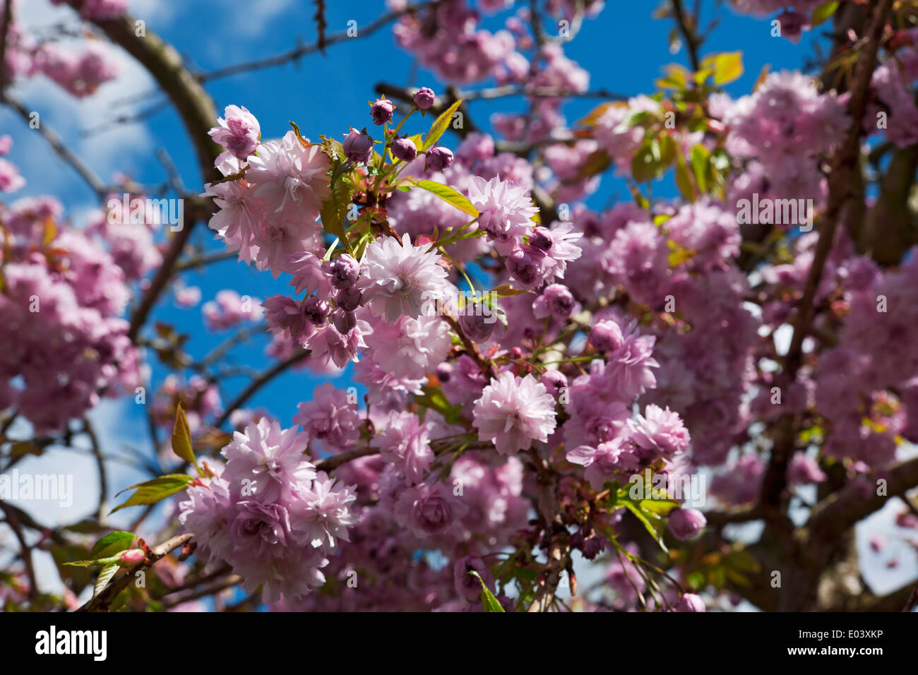 Nahaufnahme von rosafarbenen Blüten auf Blüten Blüten Blüten Blüten Blüten Zierkirschbaum England Großbritannien Großbritannien Großbritannien Großbritannien Stockfoto