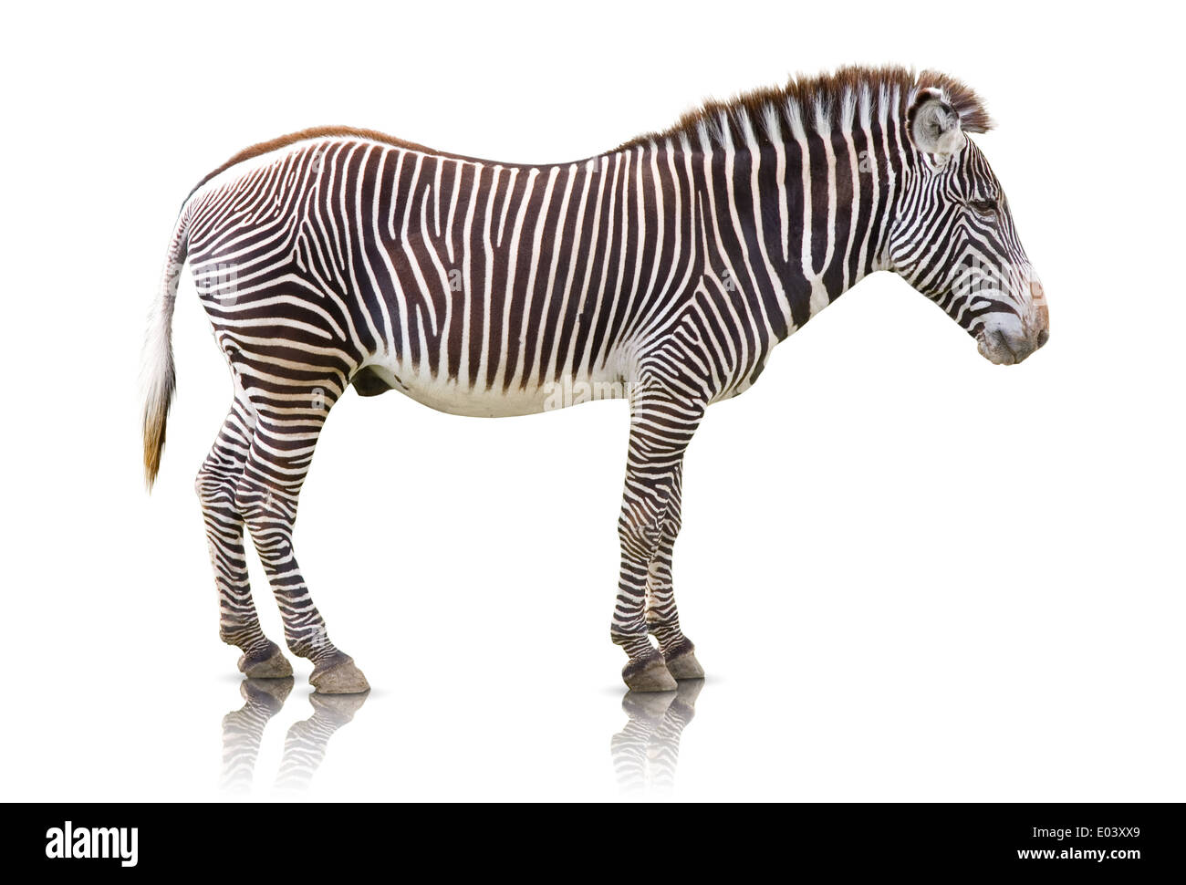 Seitenansicht eines Zebras, isoliert auf weiss Stockfoto