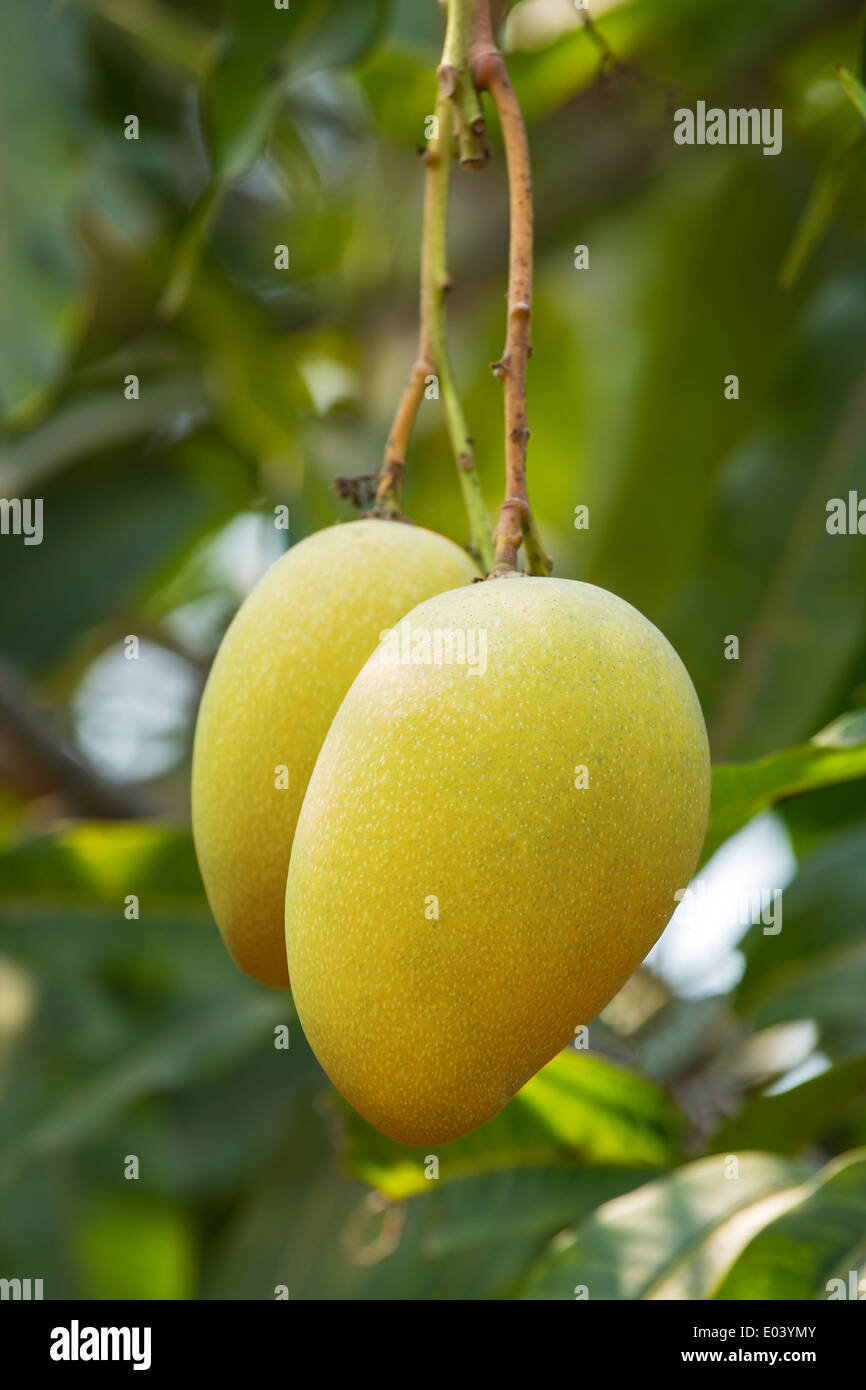 Mango-Früchte am Baum Nahaufnahme Stockfoto