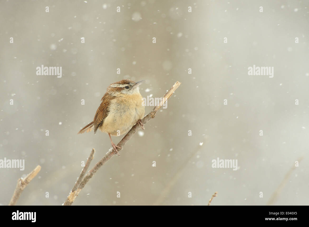 Carolina Wren im Schnee Stockfoto