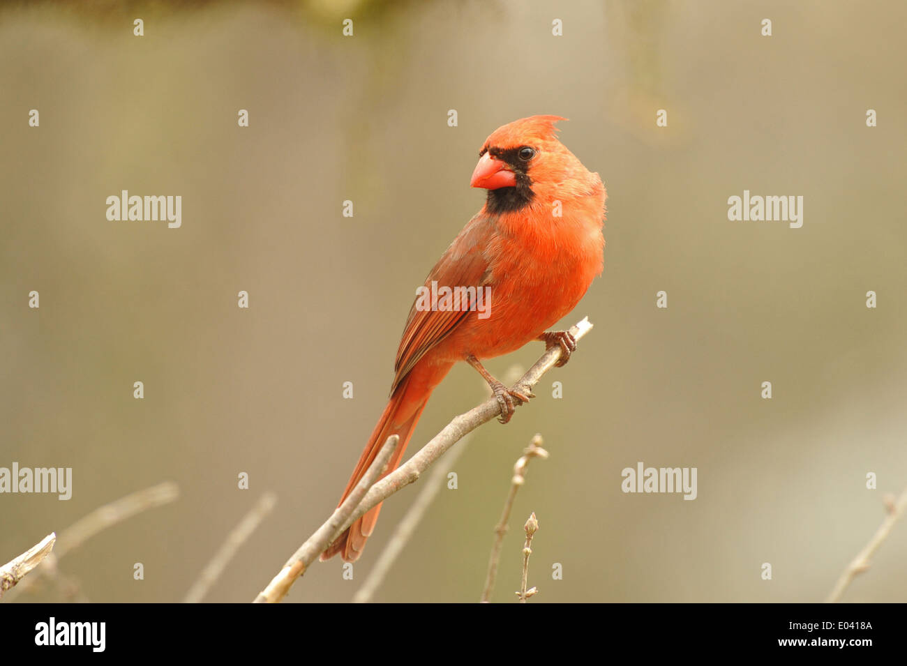 Porträt eines männlichen nördlichen Kardinals Stockfoto