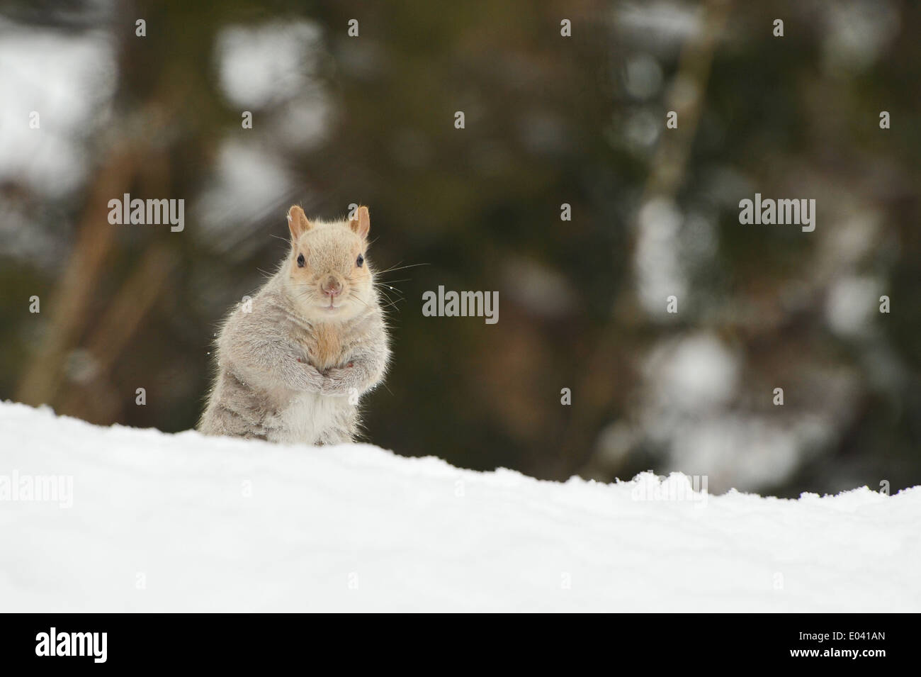 Weiss graue Eichhörnchen im Schnee Stockfoto
