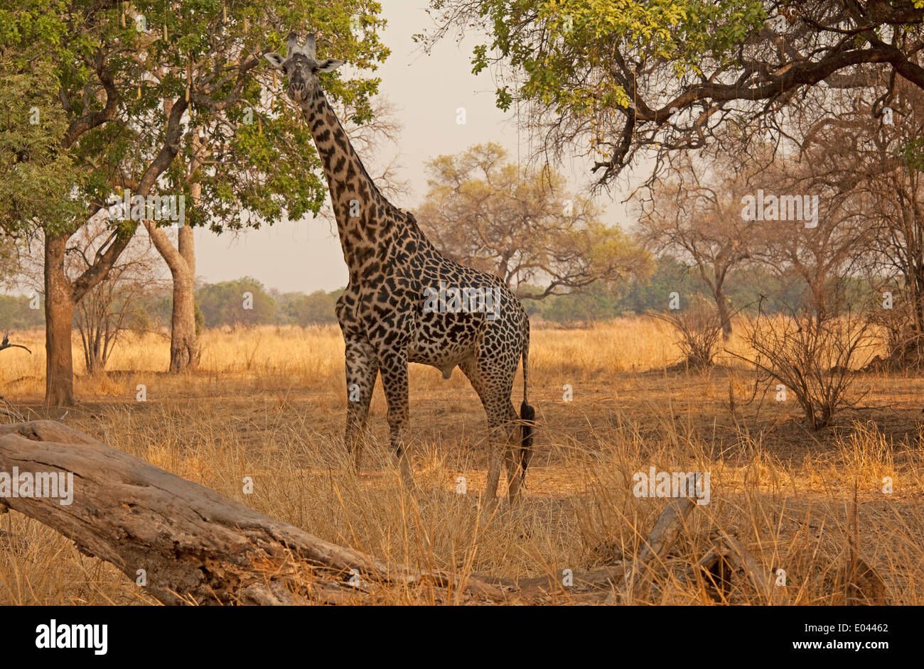 Thornicroft Giraffe South Luangwa Nationalpark Sambia Stockfoto