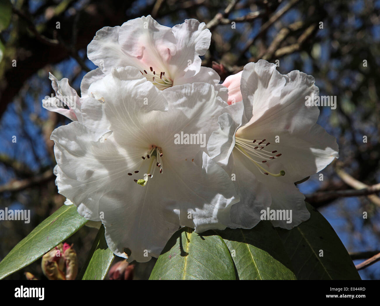 Weiße Rhododendron Blüten, Exbury, Southampton Stockfoto