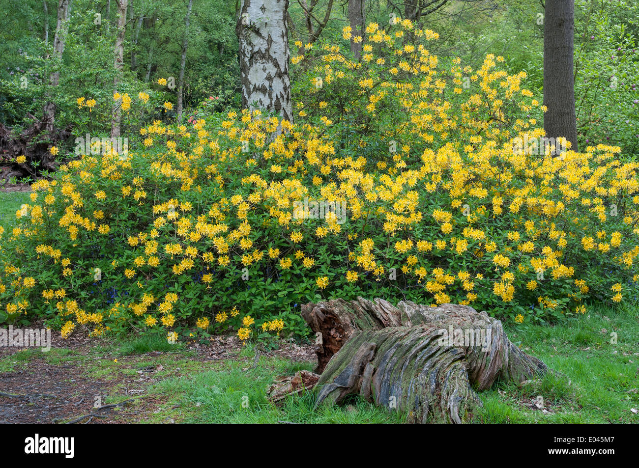 Isabella Plantation, Richmond Park Stockfoto