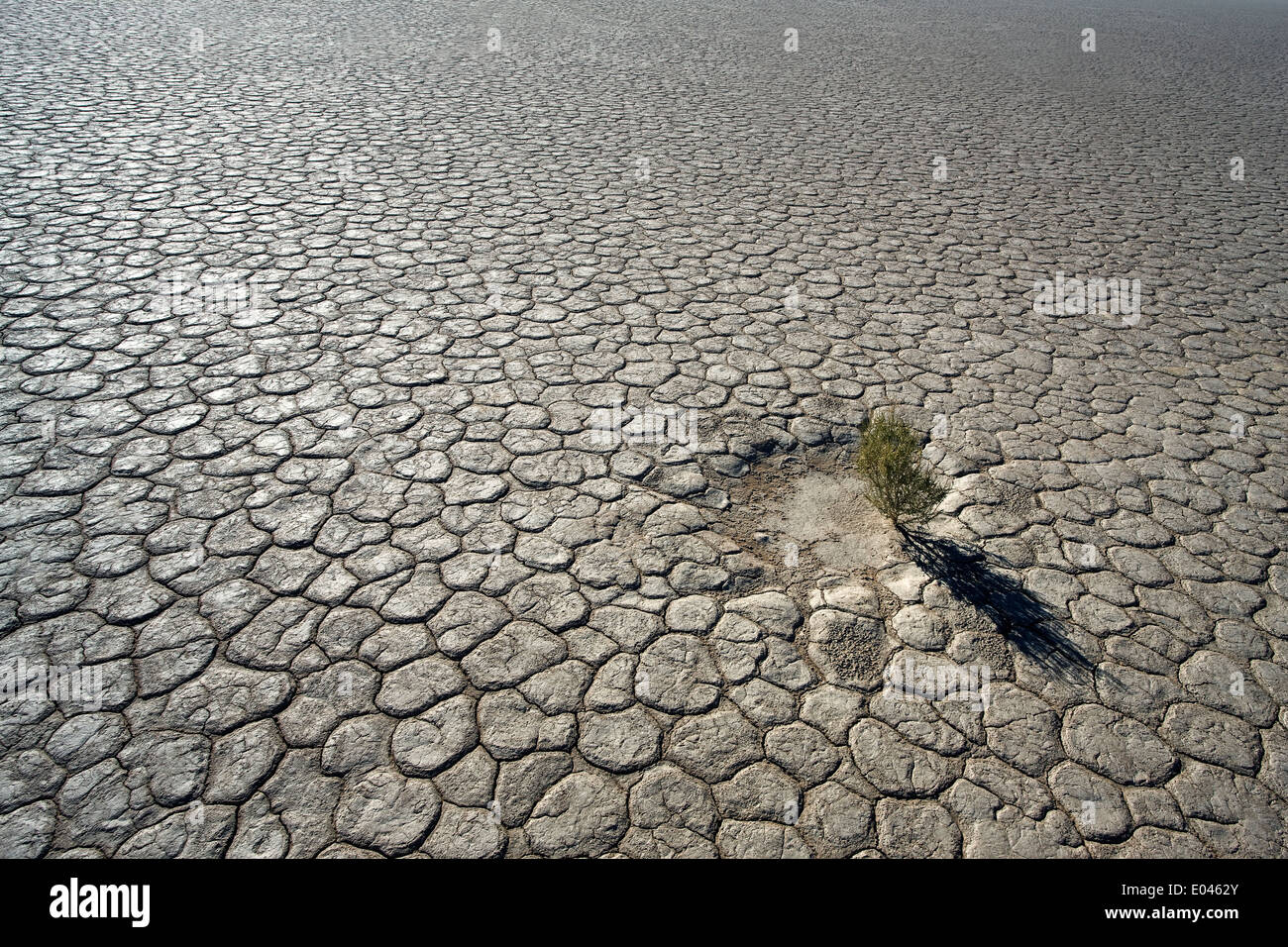 Einsame Anlage am unteren Rand eines ausgetrockneten Sees in der Namib-Wüste Stockfoto