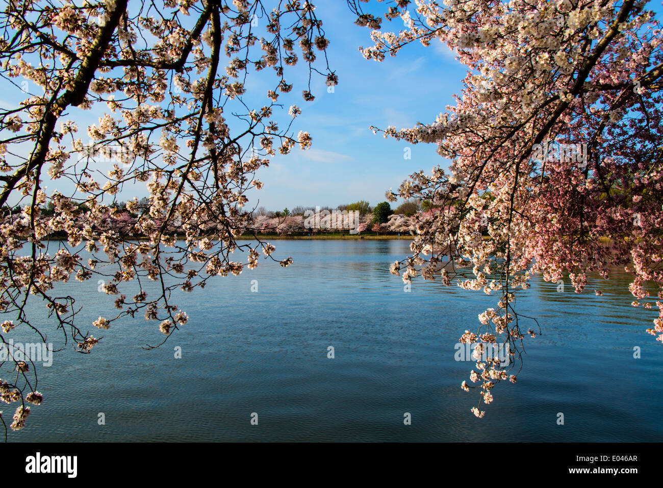 Washington DC USA Kirsche Bäume in voller Blüte um Gezeitenbecken Stockfoto