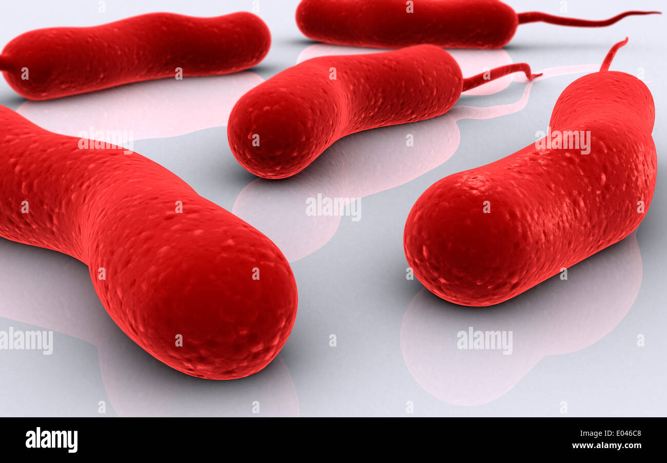 Konzeptbild Cholerae-Bakterien. Stockfoto