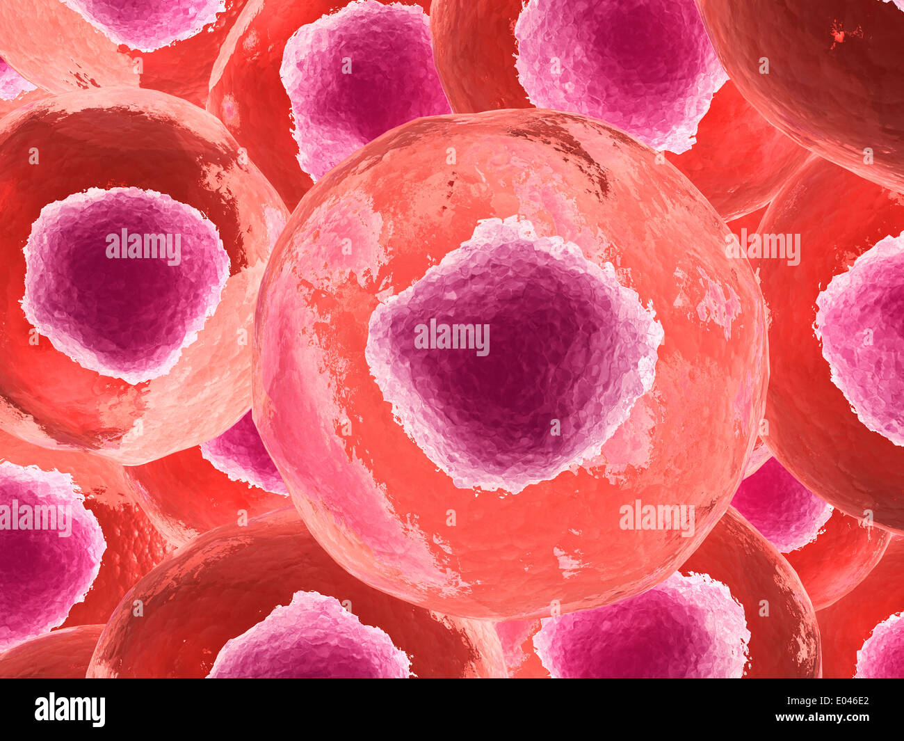 Mikroskopische Ansicht der tierischen Zelle. Stockfoto
