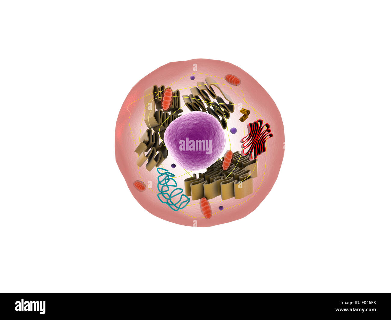 Mikroskopische Ansicht der tierischen Zelle. Stockfoto