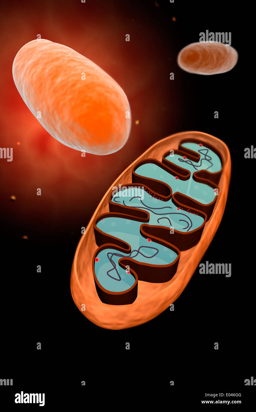 Mikroskopische Ansicht der Mitochondrien. Stockfoto