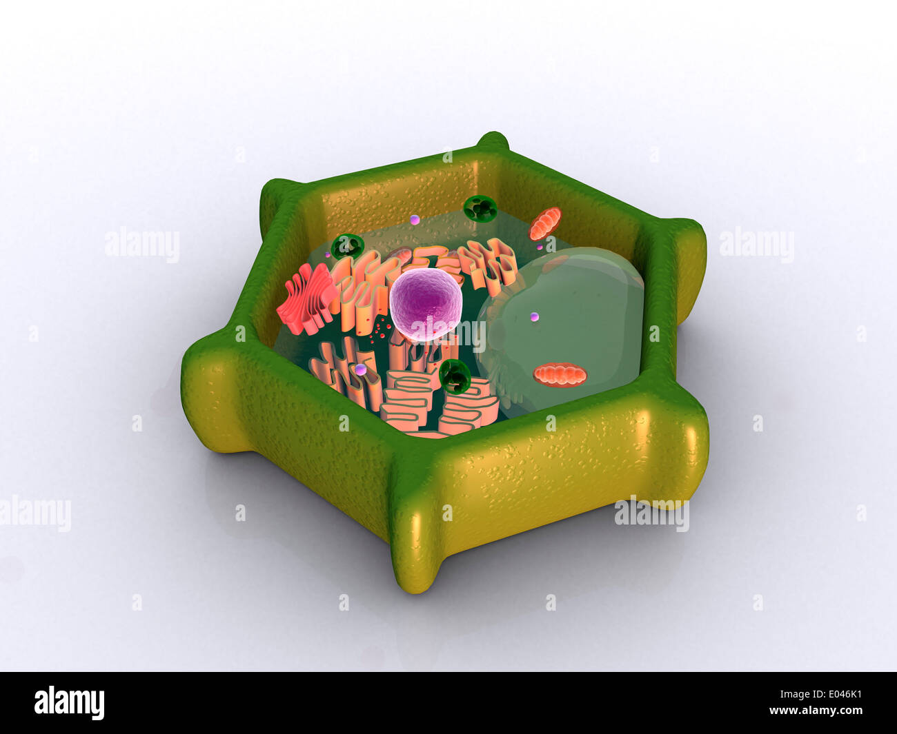 Konzeptbild von einer Pflanzenzelle und seiner Komponenten. Stockfoto