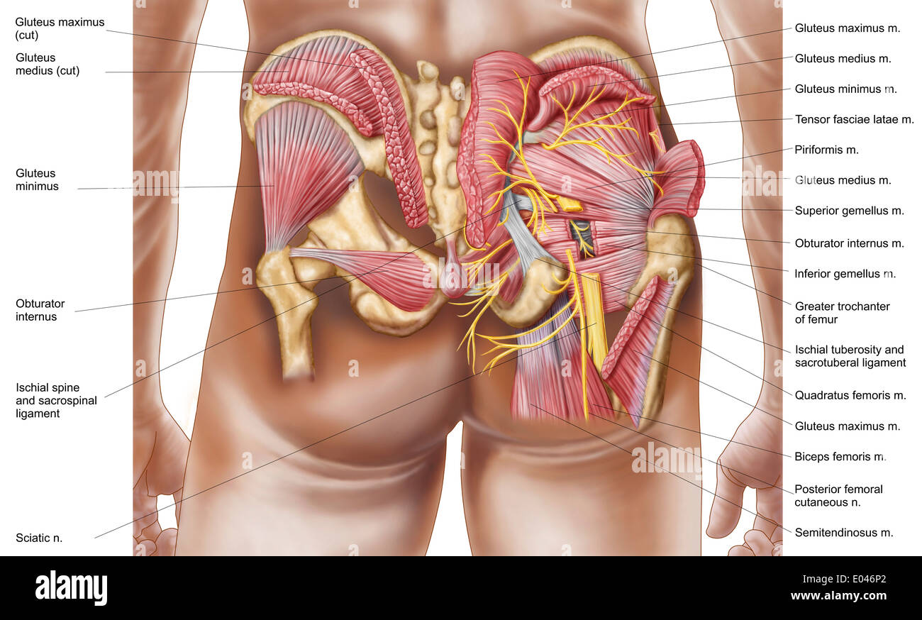 Anatomie der Glutealmuskulatur in das menschliche Gesäß. Stockfoto