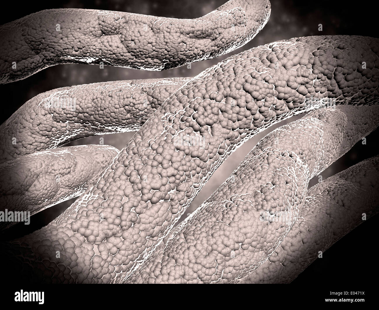 Mikroskopische Ansicht Maiskolben Ausbildungssituation im Zahnbelag. Stockfoto