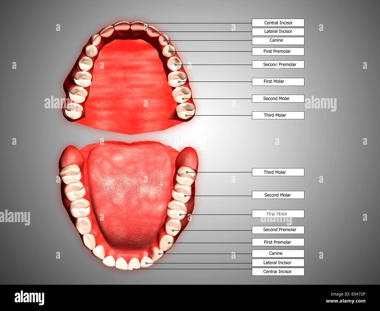 Menschliche Zähne Struktur mit Etiketten. Stockfoto