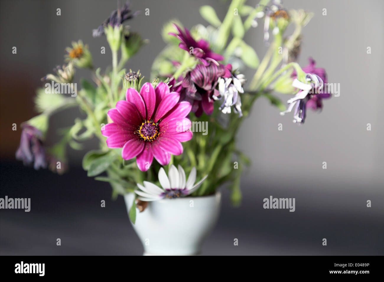 Fuchsia gefärbt und verwelkte Blume Stockfoto