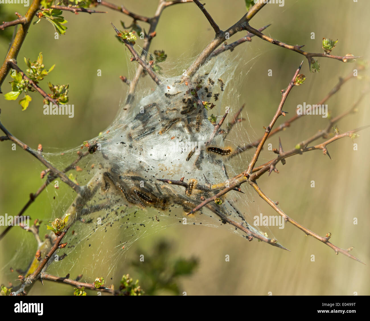 Caterpillar Larven und Nest Brown – Tail Moth Stockfoto