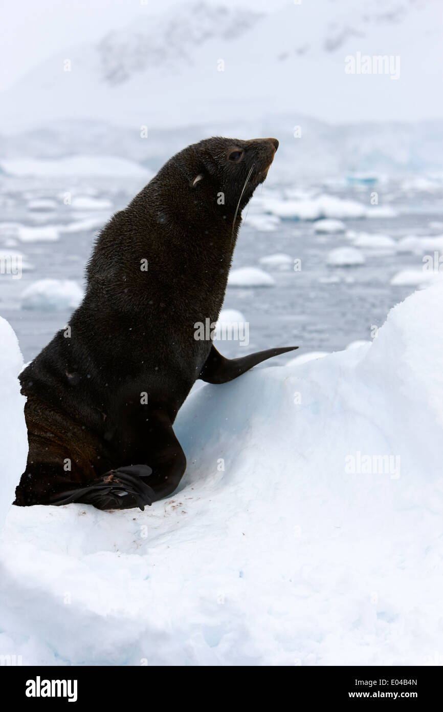 Juvenile Seebär sitzen bis schwebend auf Eisberg in der Antarktis Fournier Bay Stockfoto